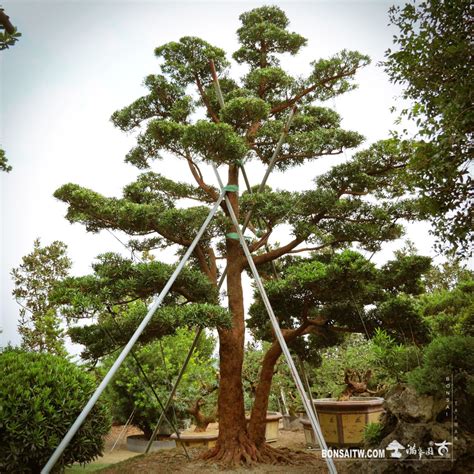 大型庭園樹|[真柏] 大型庭園樹.整理滿峯園．BONSAITW以老樹傳。